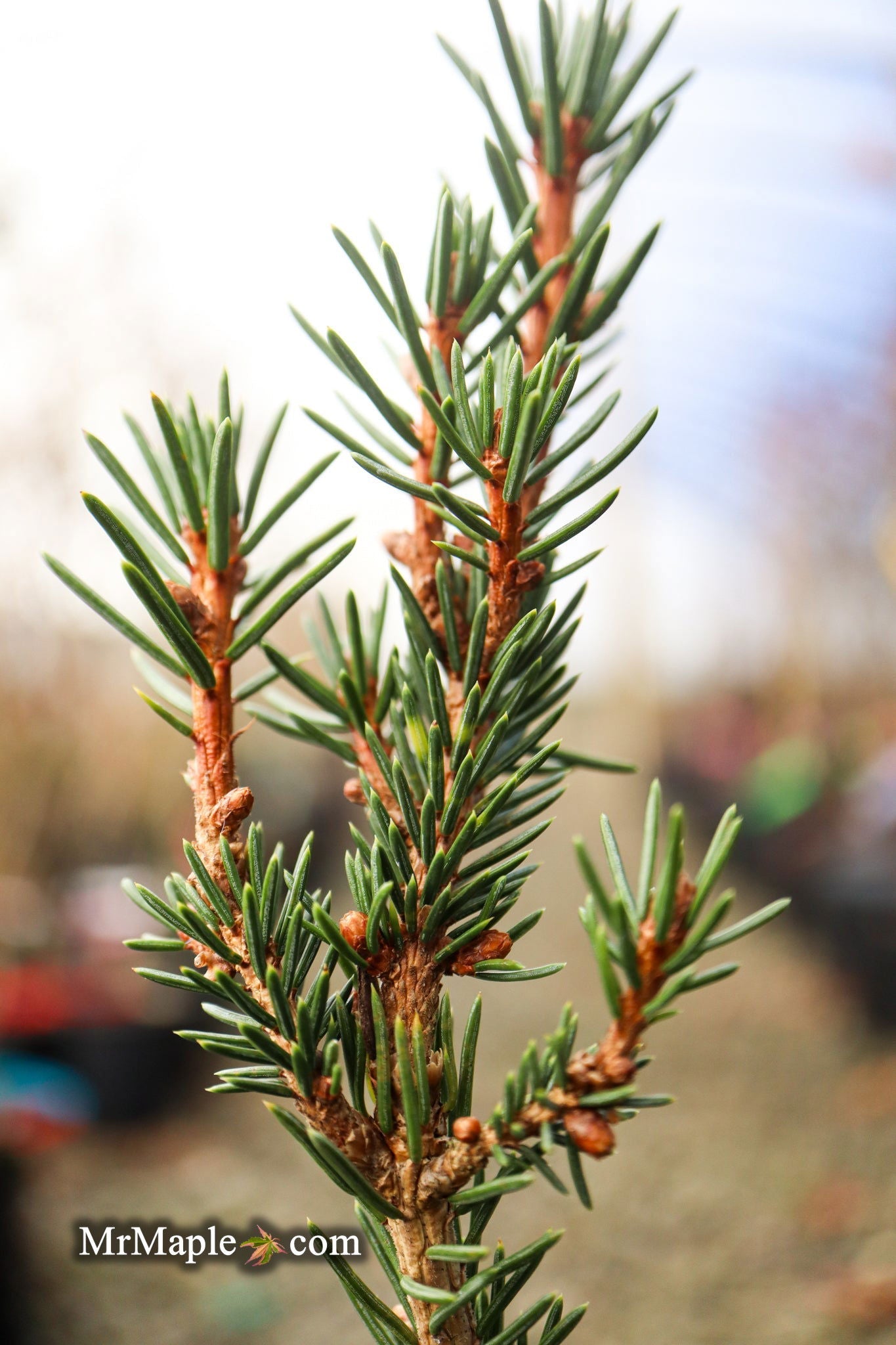 Picea Abies 'Rubra Spicata' Rare Red-Tipped Norway Spruce
