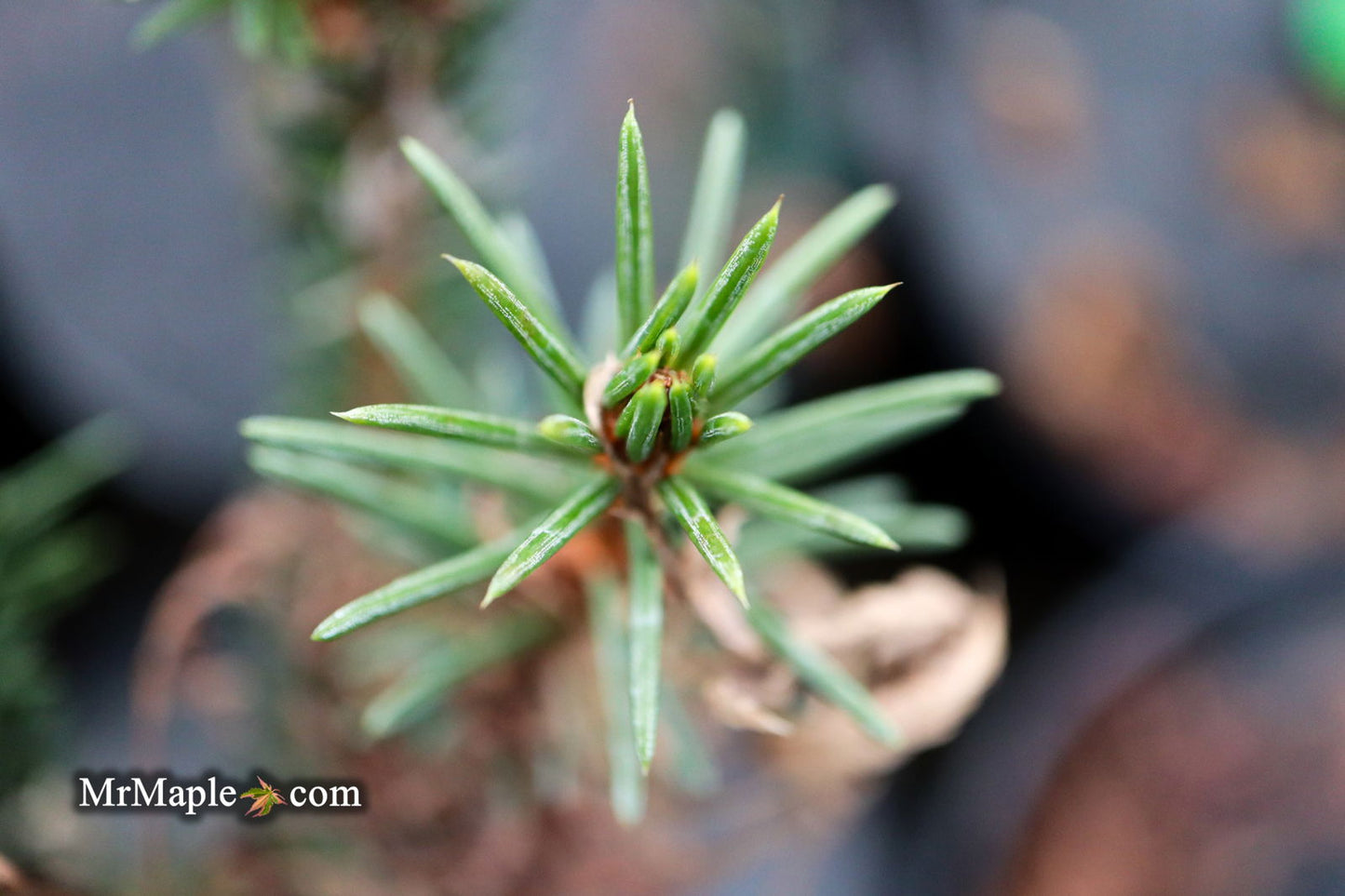 Picea Abies 'Rubra Spicata' Rare Red-Tipped Norway Spruce