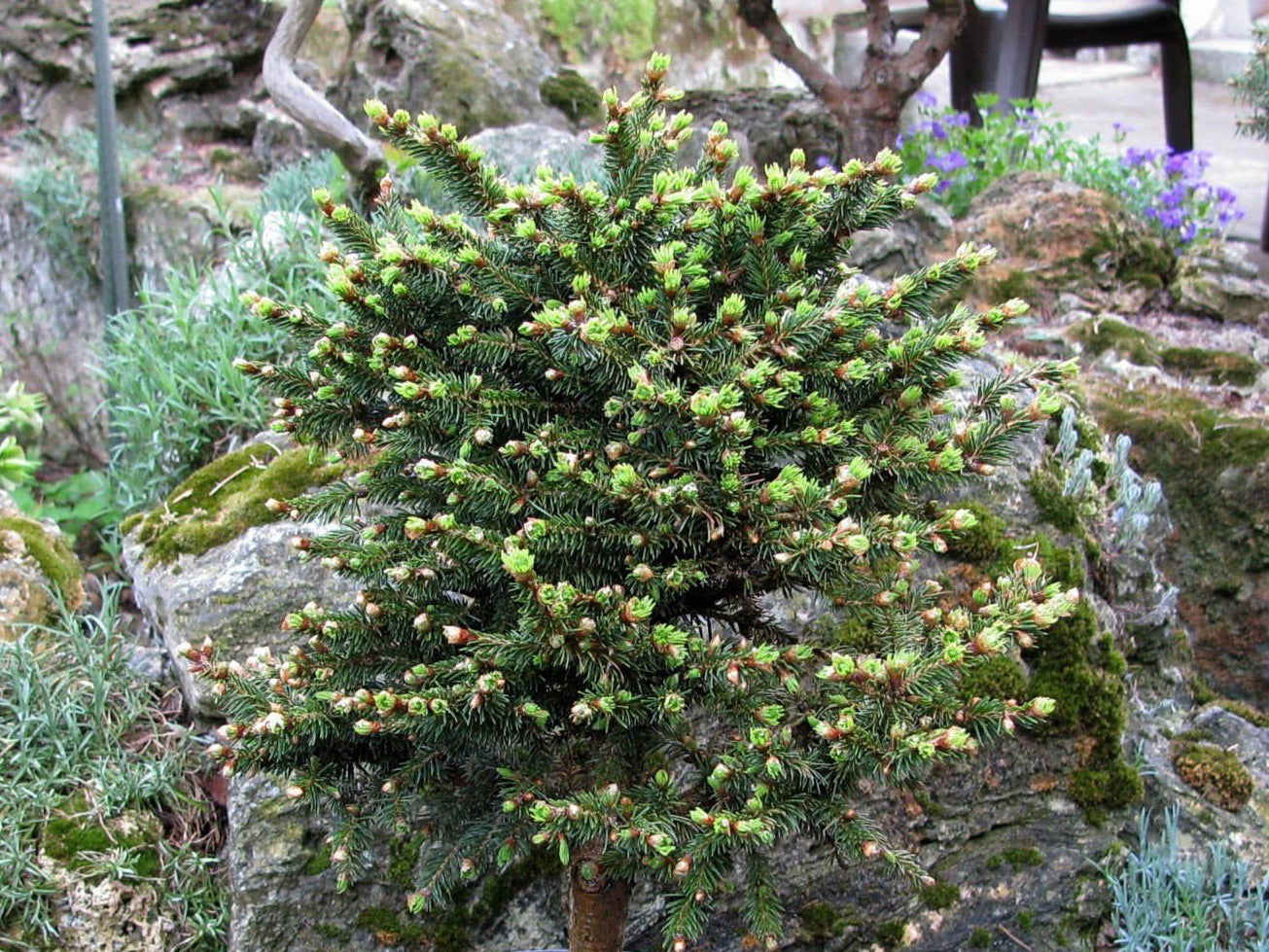 Picea abies 'Kluis' Rare Dwarf Norway Spruce