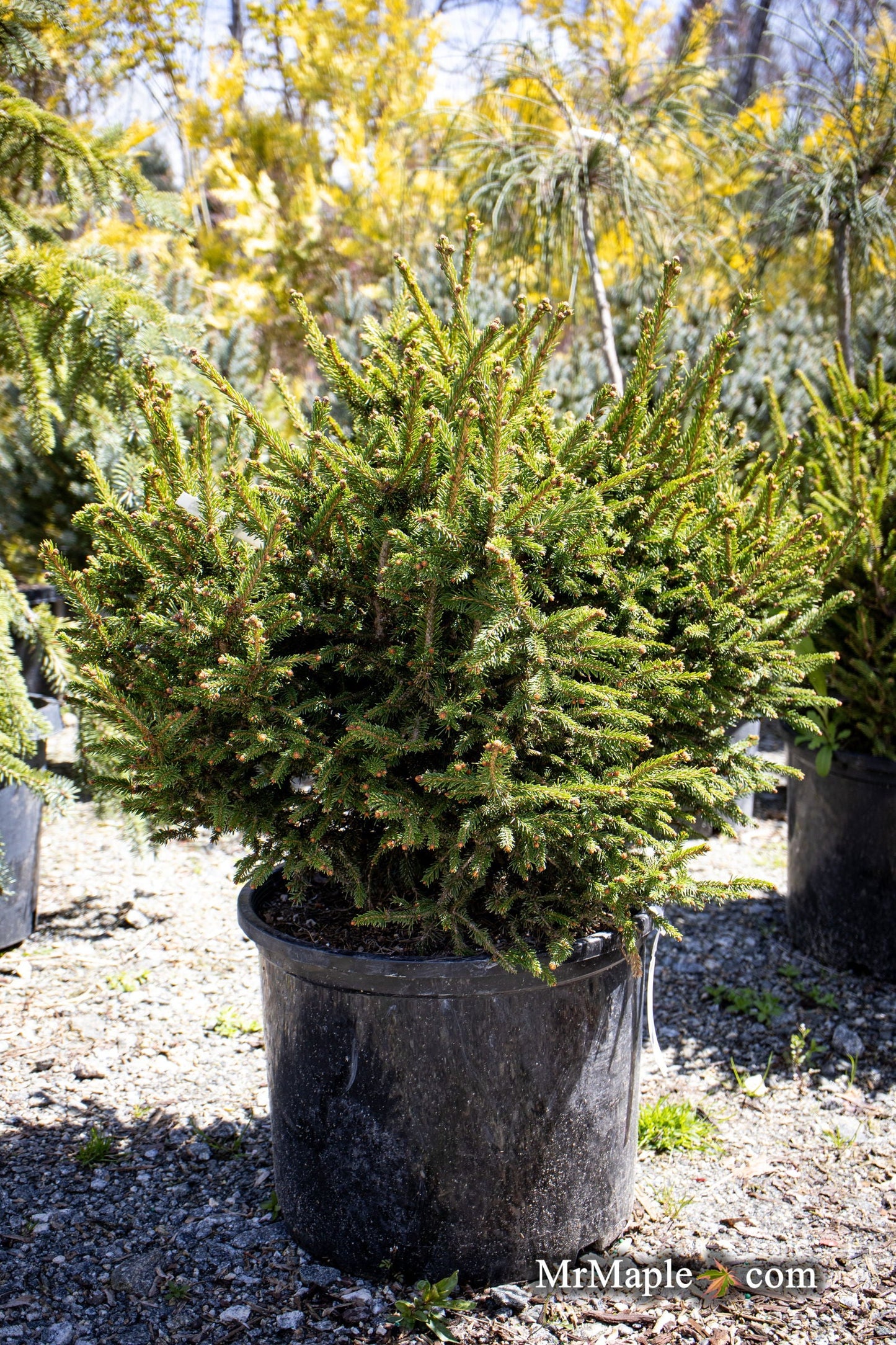 Picea abies 'Kluis' Rare Dwarf Norway Spruce