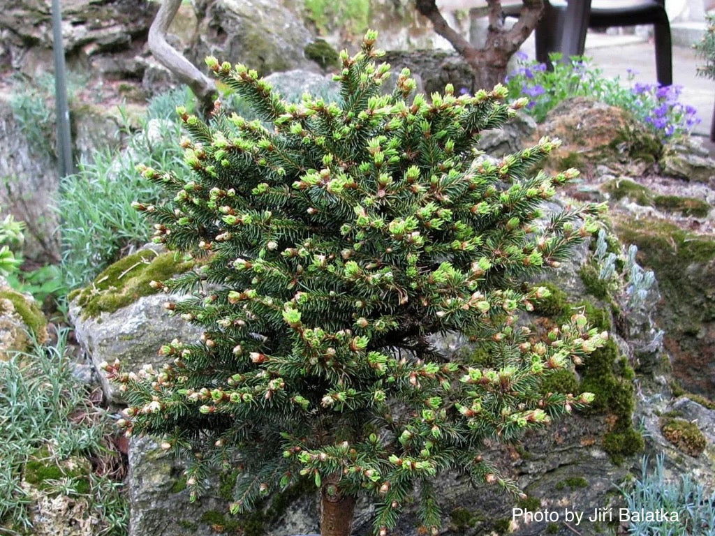 Picea abies 'Kluis' Rare Dwarf Norway Spruce
