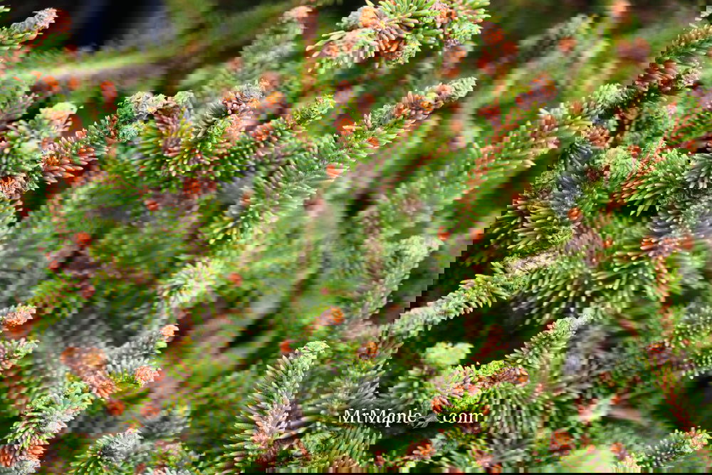 Picea abies 'Kluis' Rare Dwarf Norway Spruce