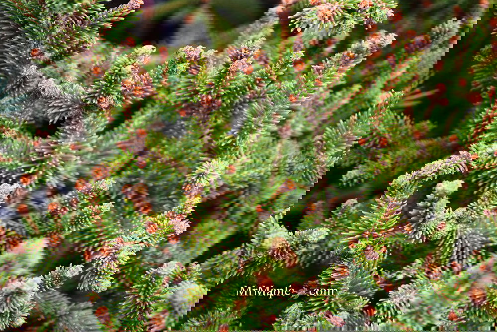Picea abies 'Kluis' Rare Dwarf Norway Spruce