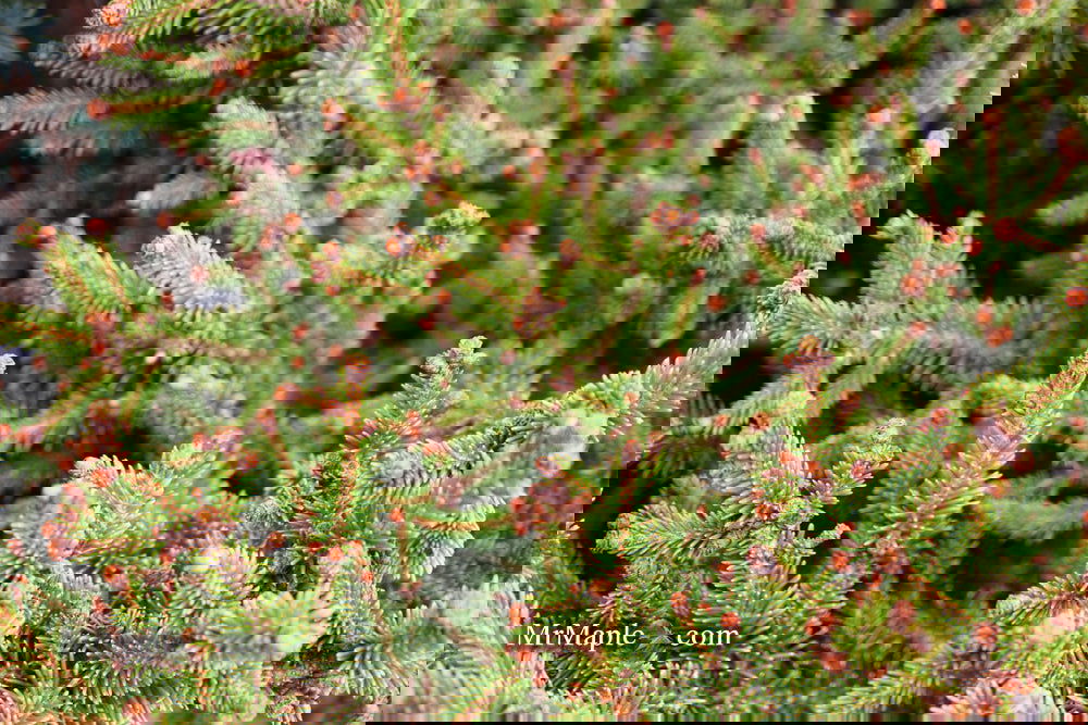 Picea abies 'Kluis' Rare Dwarf Norway Spruce