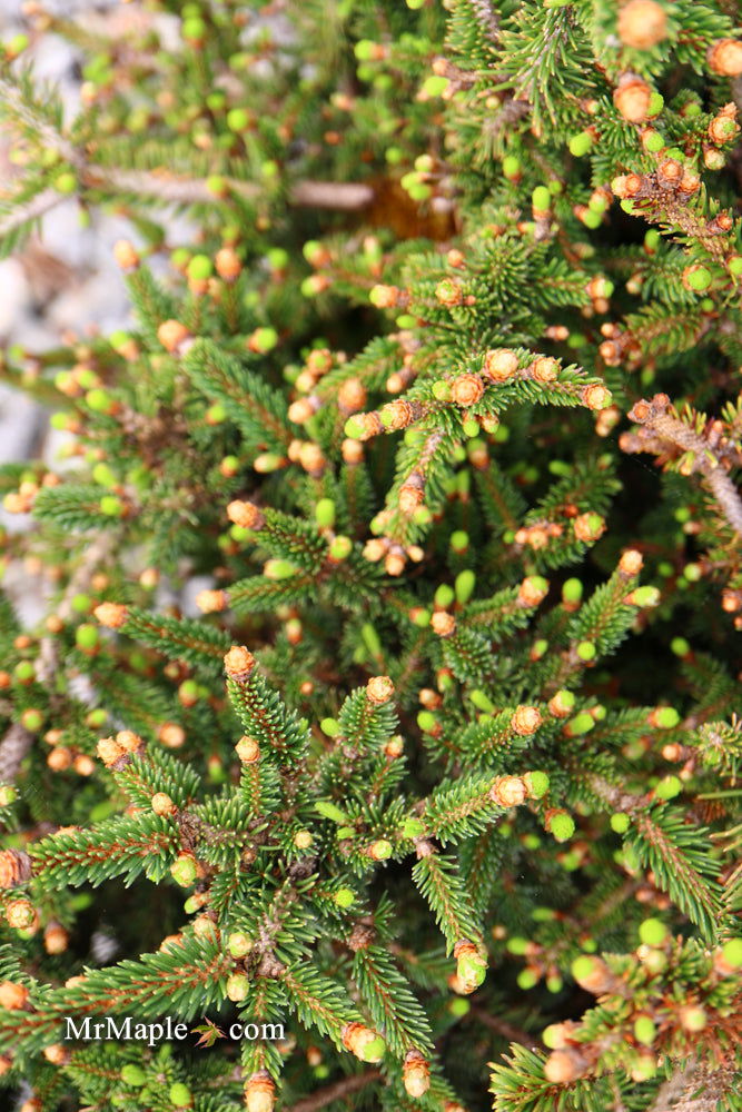 Picea abies 'Kluis' Rare Dwarf Norway Spruce