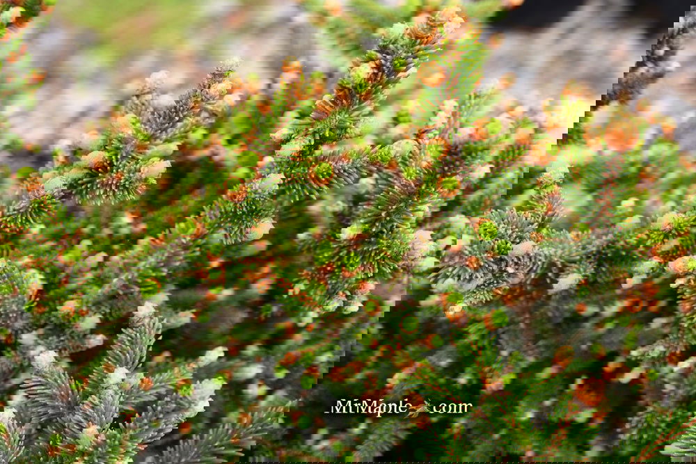 Picea abies 'Kluis' Rare Dwarf Norway Spruce