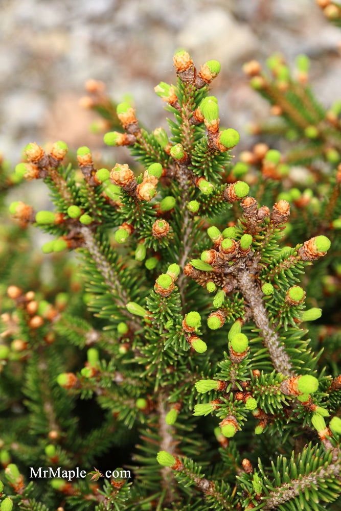 Picea abies 'Kluis' Rare Dwarf Norway Spruce