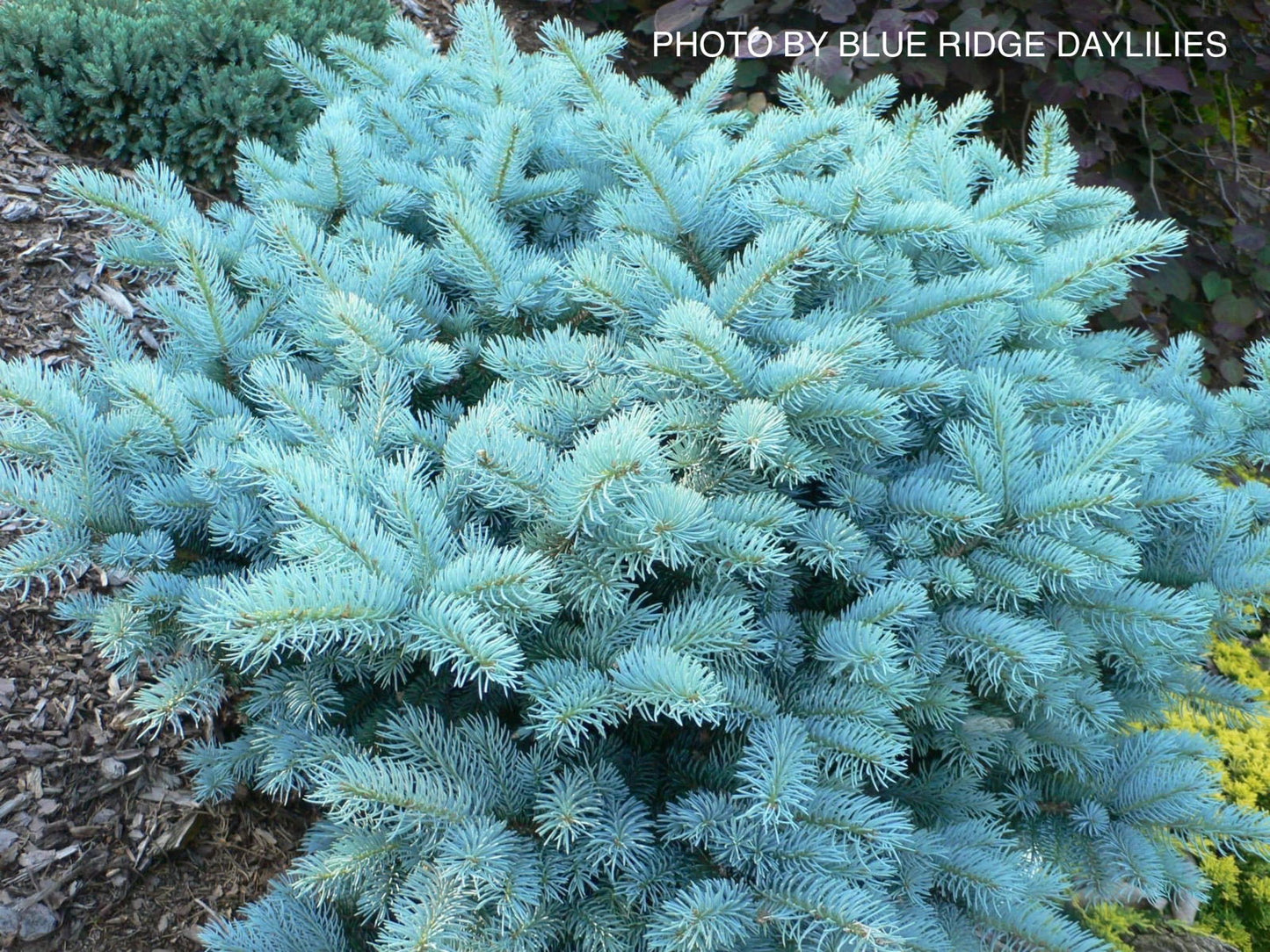 Picea pungens ‘Globosa' Dwarf Colorado Blue Spruce