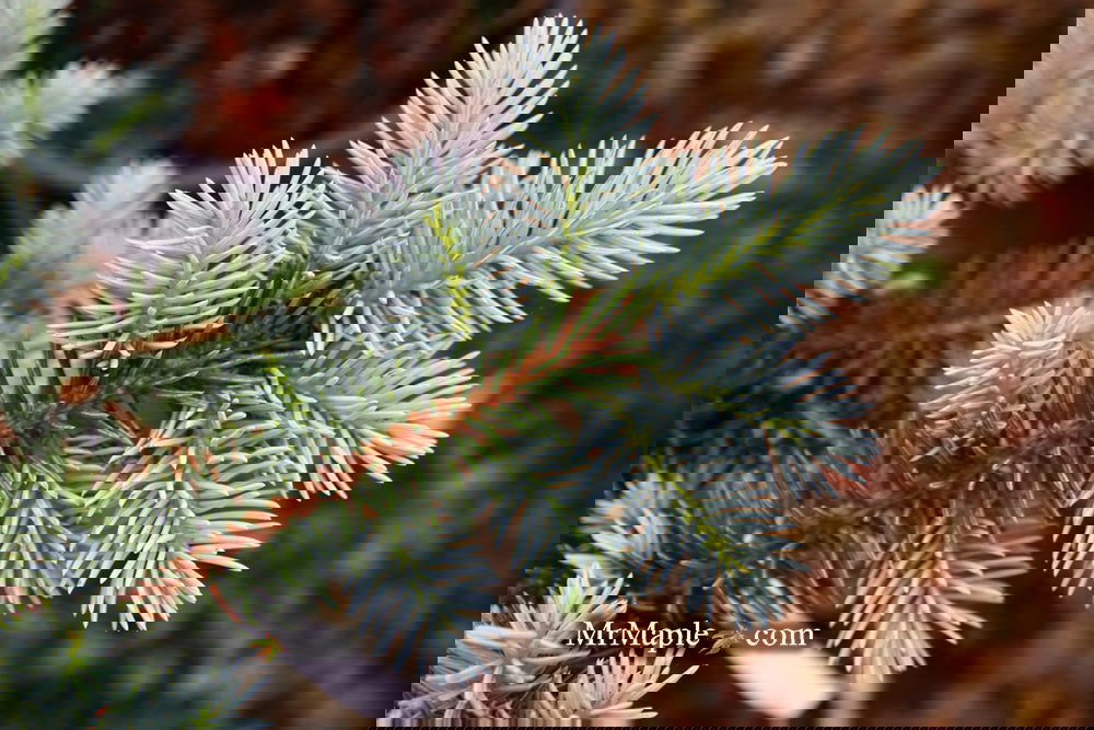 Picea pungens ‘Globosa' Dwarf Colorado Blue Spruce