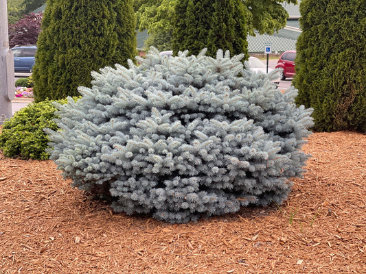 Picea pungens ‘Globosa' Dwarf Colorado Blue Spruce
