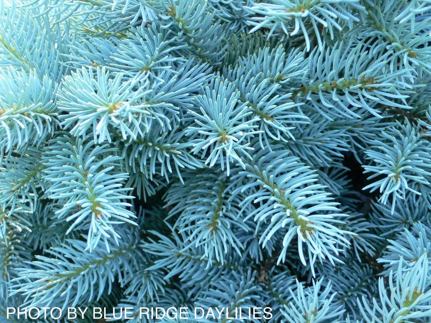Picea pungens ‘Globosa' Dwarf Colorado Blue Spruce