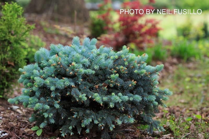 Picea pungens ‘Globosa' Dwarf Colorado Blue Spruce