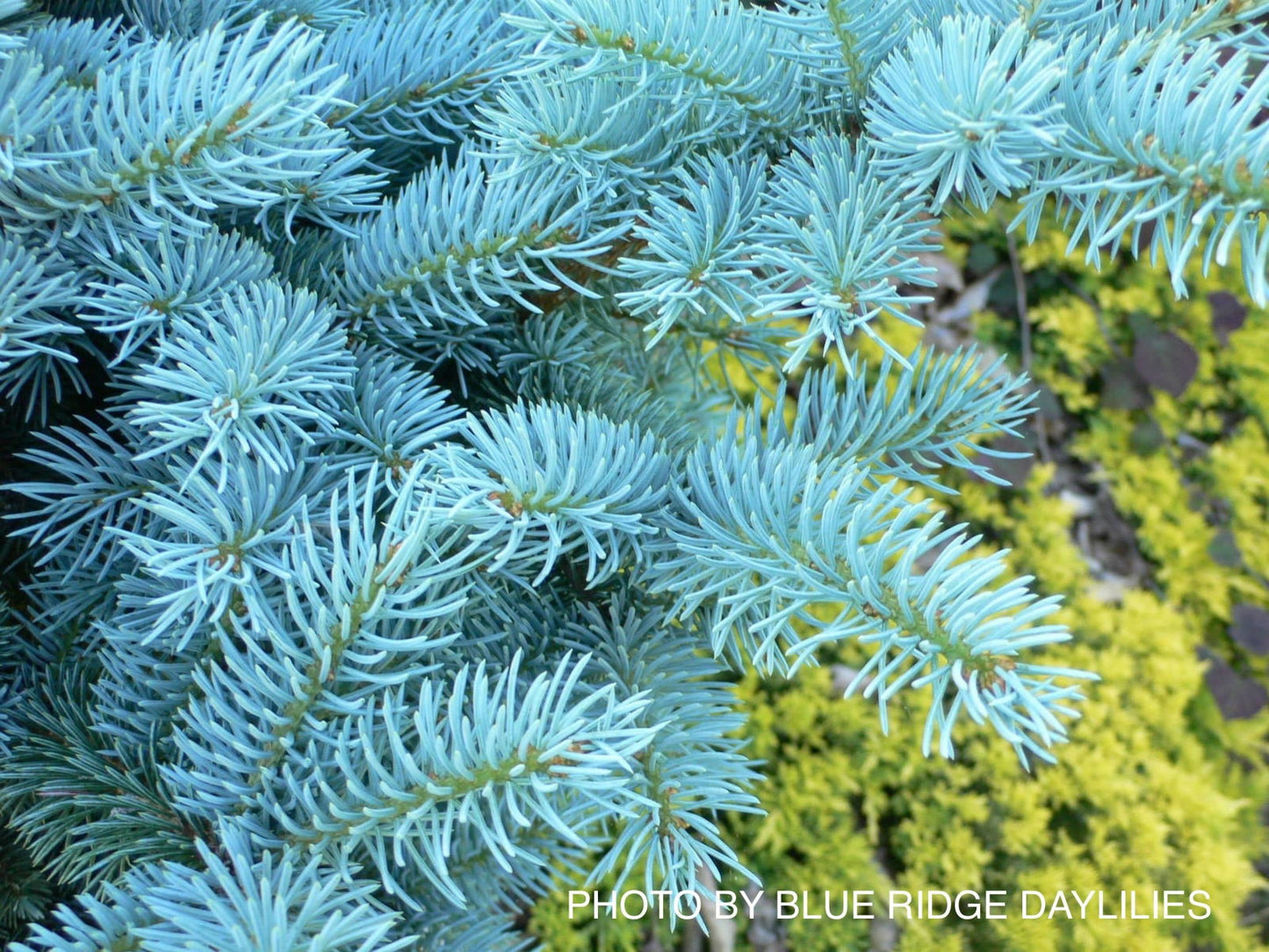 Picea pungens ‘Globosa' Dwarf Colorado Blue Spruce