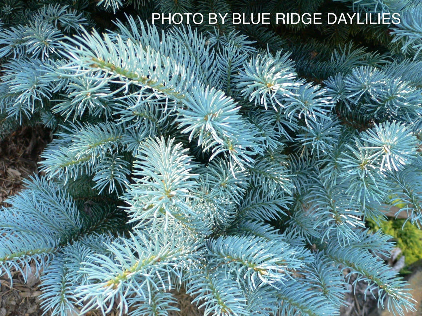 Picea pungens ‘Globosa' Dwarf Colorado Blue Spruce