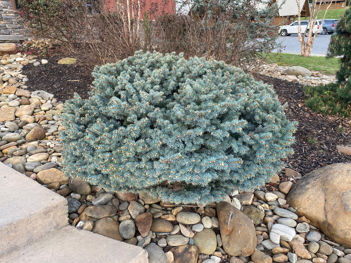 Picea pungens ‘Globosa' Dwarf Colorado Blue Spruce