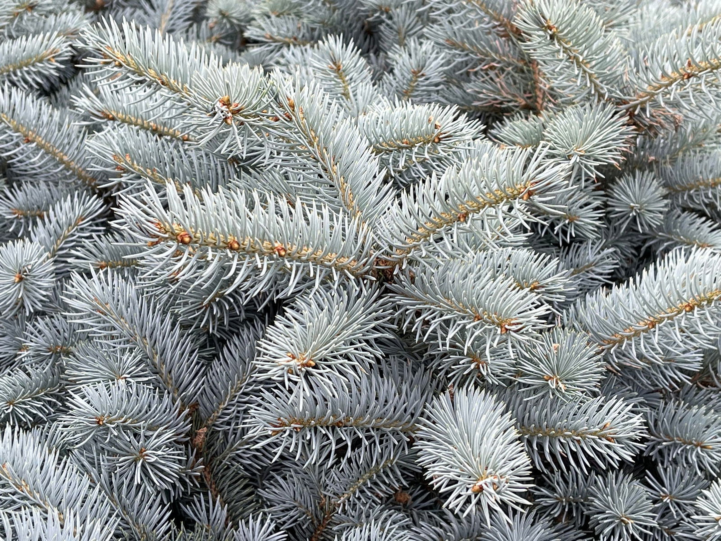 Picea pungens ‘Globosa' Dwarf Colorado Blue Spruce