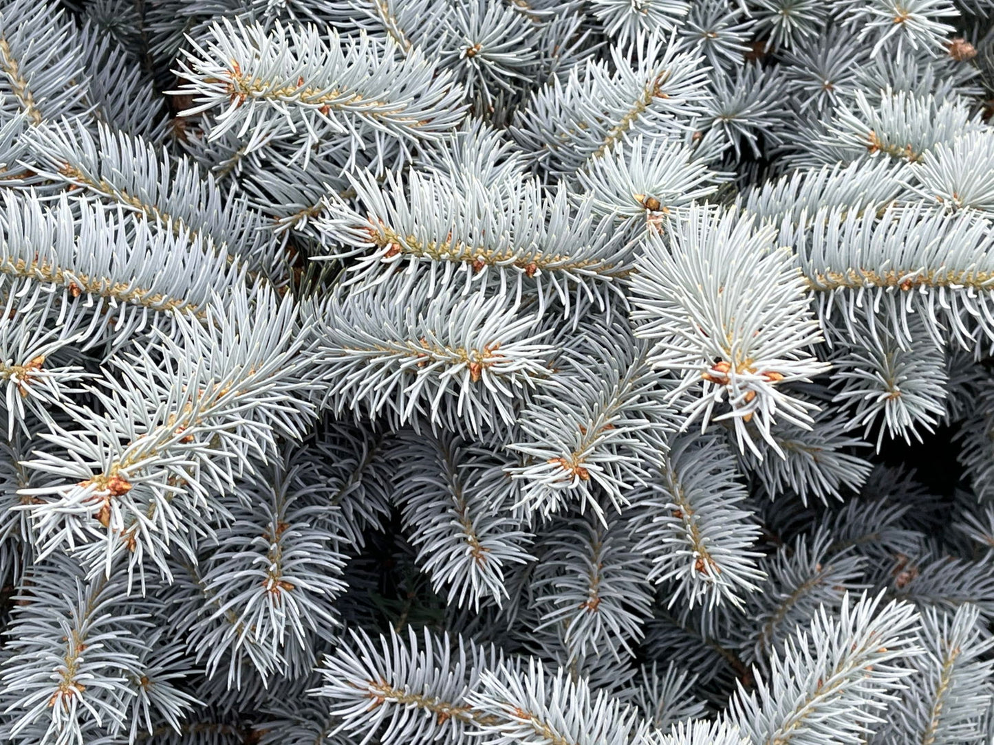 Picea pungens ‘Globosa' Dwarf Colorado Blue Spruce