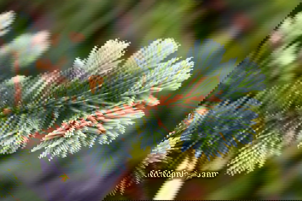 Picea pungens ‘Globosa' Dwarf Colorado Blue Spruce
