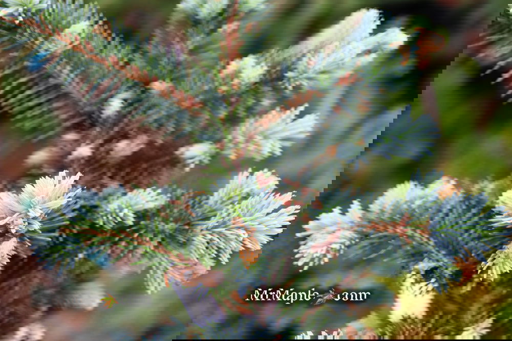 Picea pungens ‘Globosa' Dwarf Colorado Blue Spruce