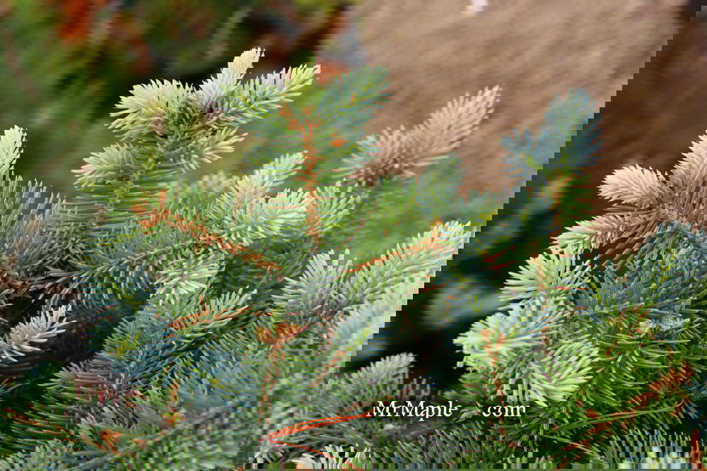 Picea pungens ‘Globosa' Dwarf Colorado Blue Spruce
