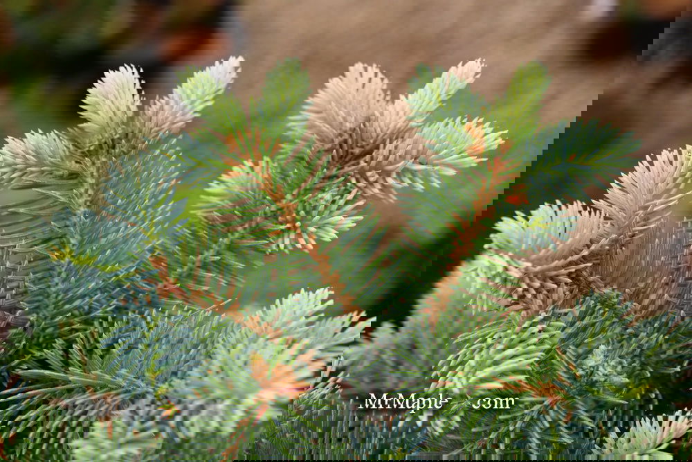 Picea pungens ‘Globosa' Dwarf Colorado Blue Spruce