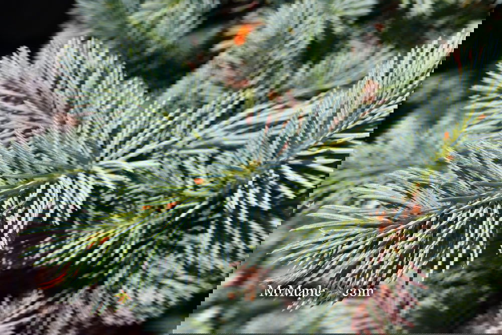 Picea pungens ‘Globosa' Dwarf Colorado Blue Spruce