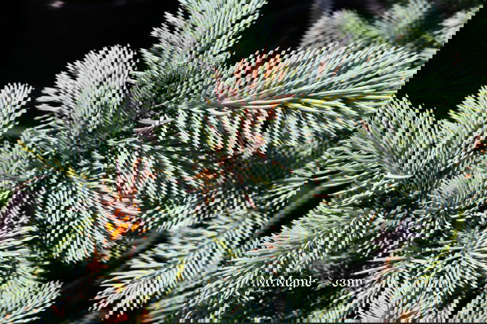 Picea pungens ‘Globosa' Dwarf Colorado Blue Spruce