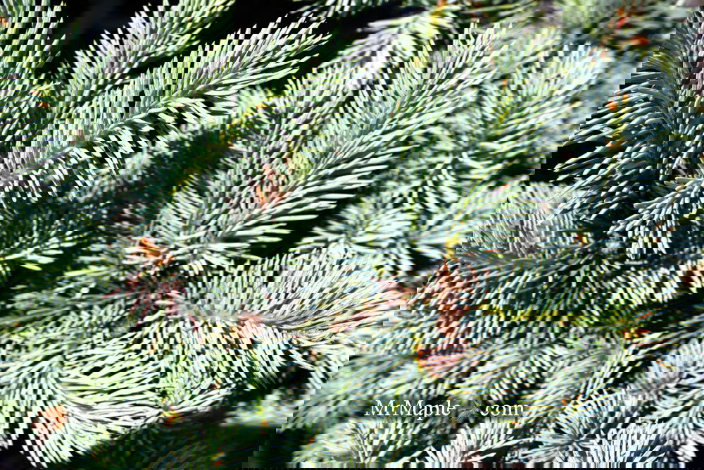 Picea pungens ‘Globosa' Dwarf Colorado Blue Spruce