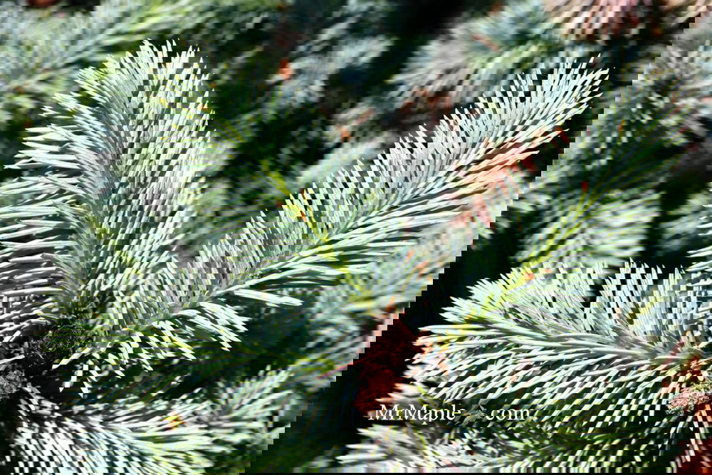 Picea pungens ‘Globosa' Dwarf Colorado Blue Spruce