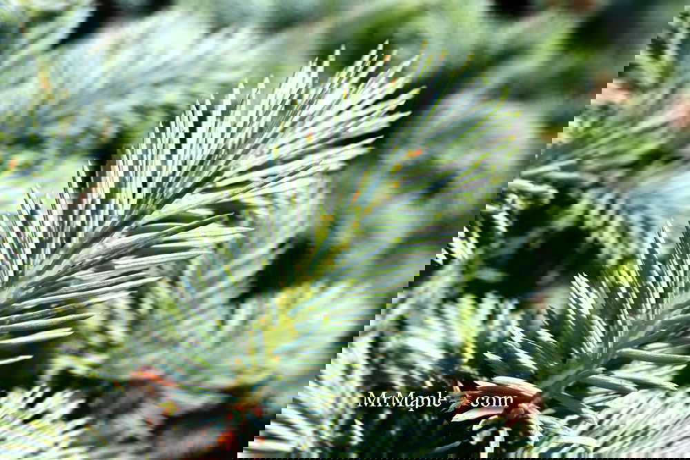 Picea pungens ‘Globosa' Dwarf Colorado Blue Spruce