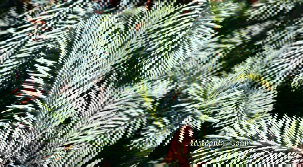 Picea pungens ‘Globosa' Dwarf Colorado Blue Spruce