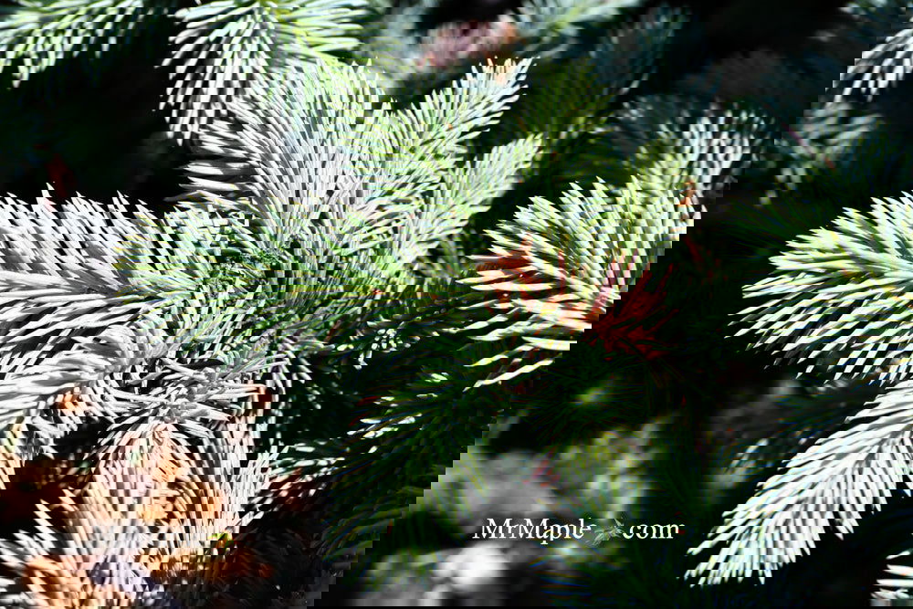 Picea pungens ‘Globosa' Dwarf Colorado Blue Spruce