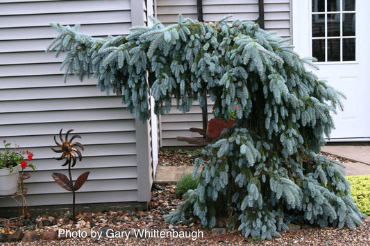 Picea pungens ‘The Blues' Weeping Blue Spruce