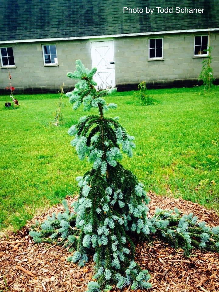 Picea pungens ‘The Blues' Weeping Blue Spruce