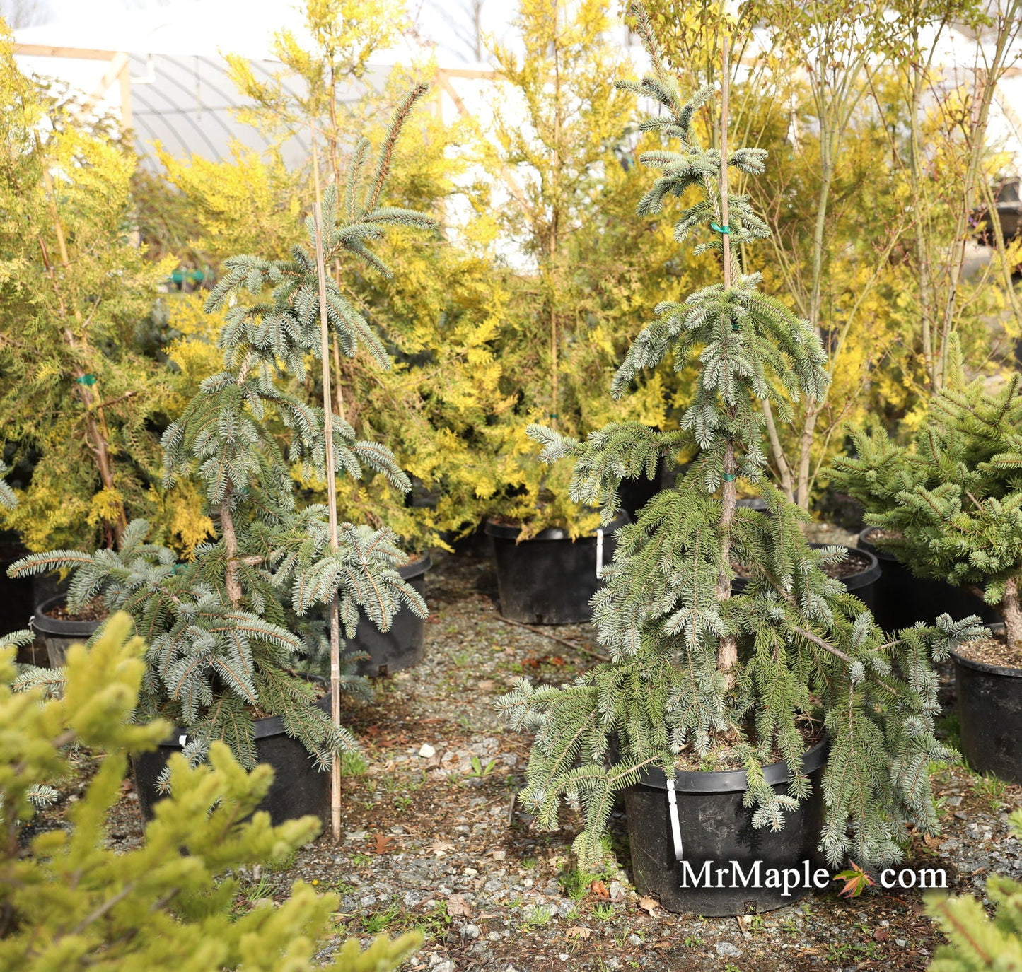 Picea pungens ‘The Blues' Weeping Blue Spruce
