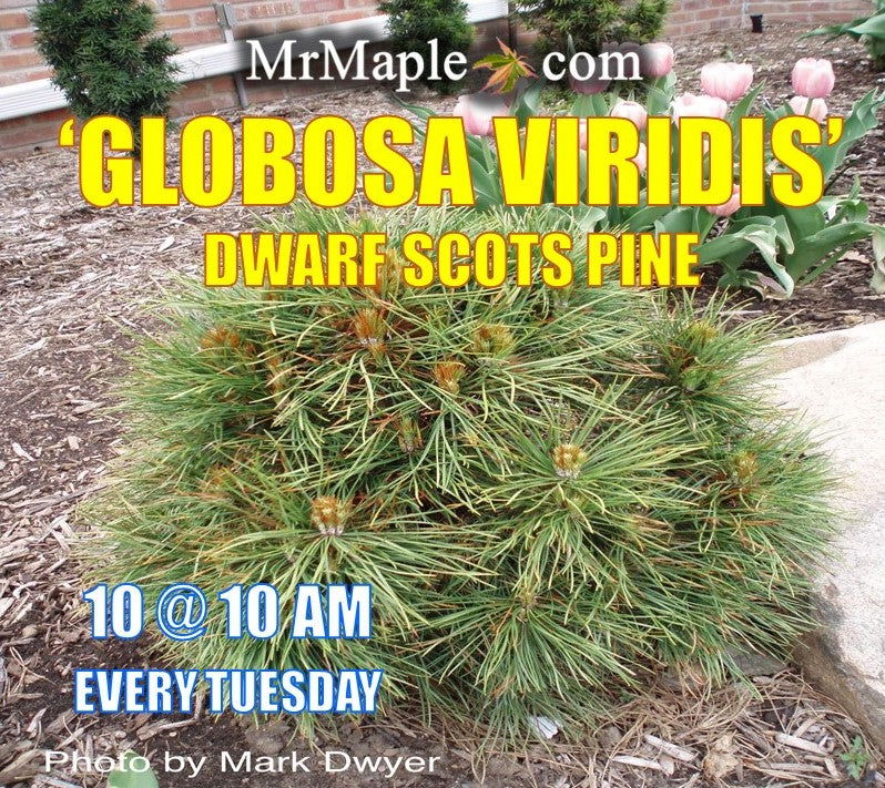 Pinus sylvestris 'Globosa Viridis' Dwarf Scots Pine