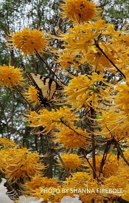 Rhododendron austrinum Native Florida Flame Azalea