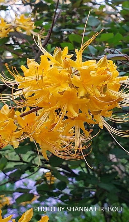 Rhododendron austrinum Native Florida Flame Azalea