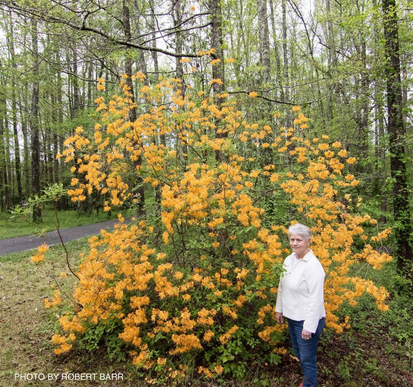 Rhododendron austrinum Native Florida Flame Azalea