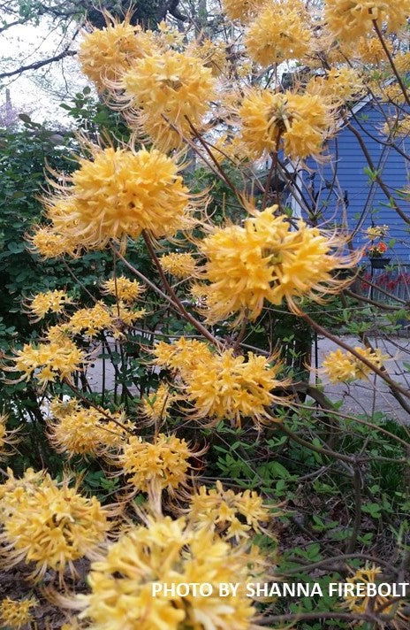 Rhododendron austrinum Native Florida Flame Azalea