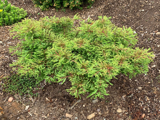Taxodium distichum 'Gee Whiz' Dwarf Bald Cypress