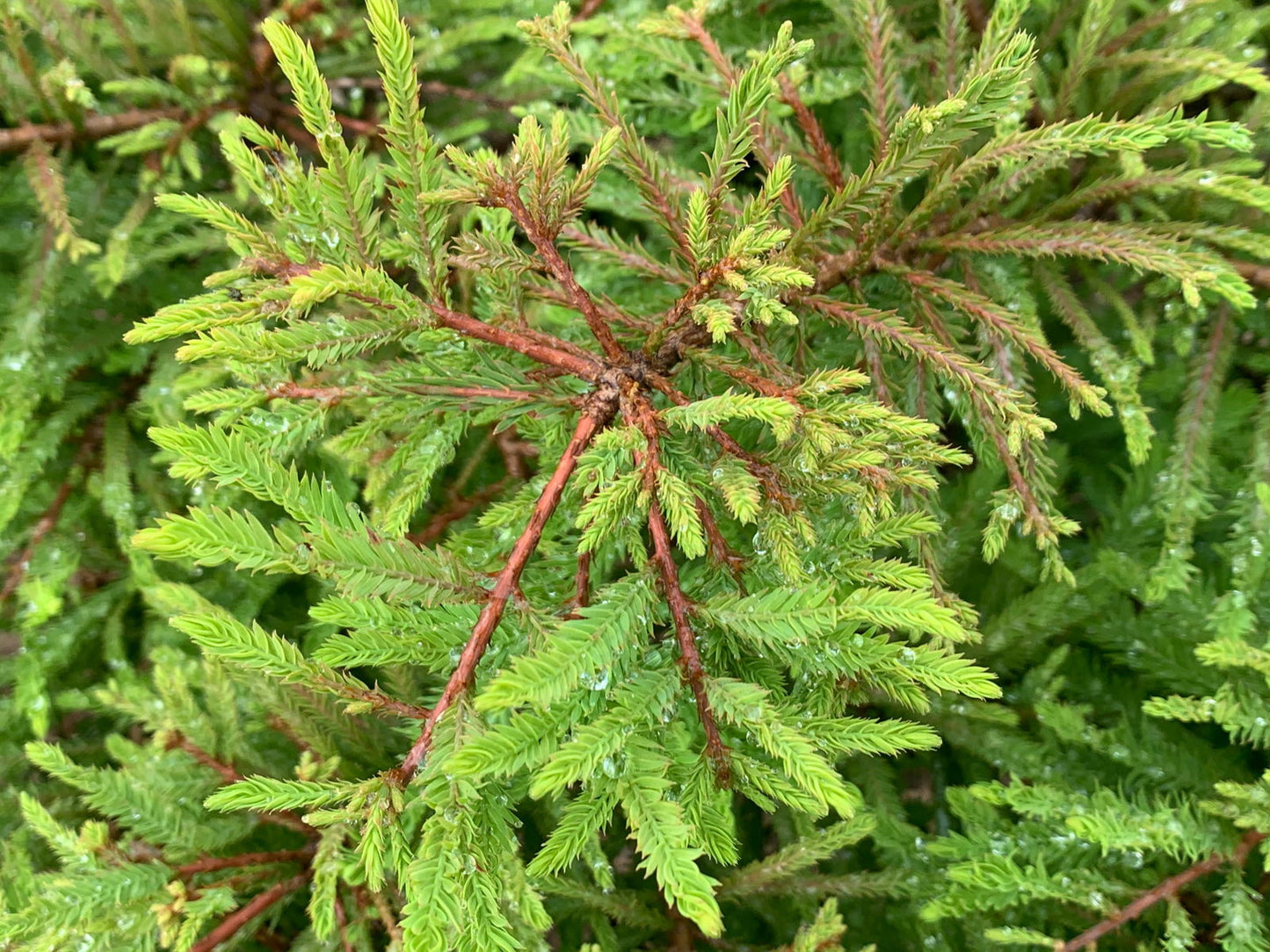 Taxodium distichum 'Gee Whiz' Dwarf Bald Cypress