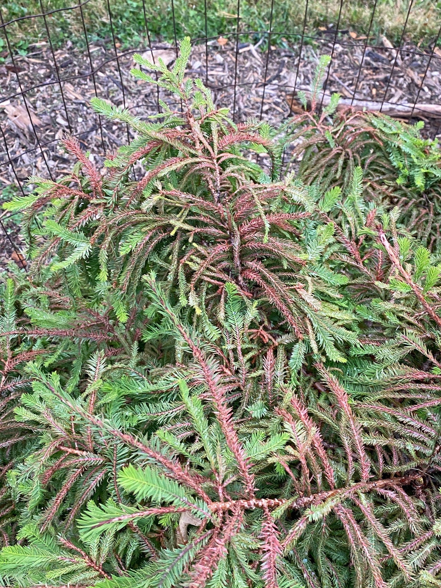 Taxodium distichum 'Gee Whiz' Dwarf Bald Cypress