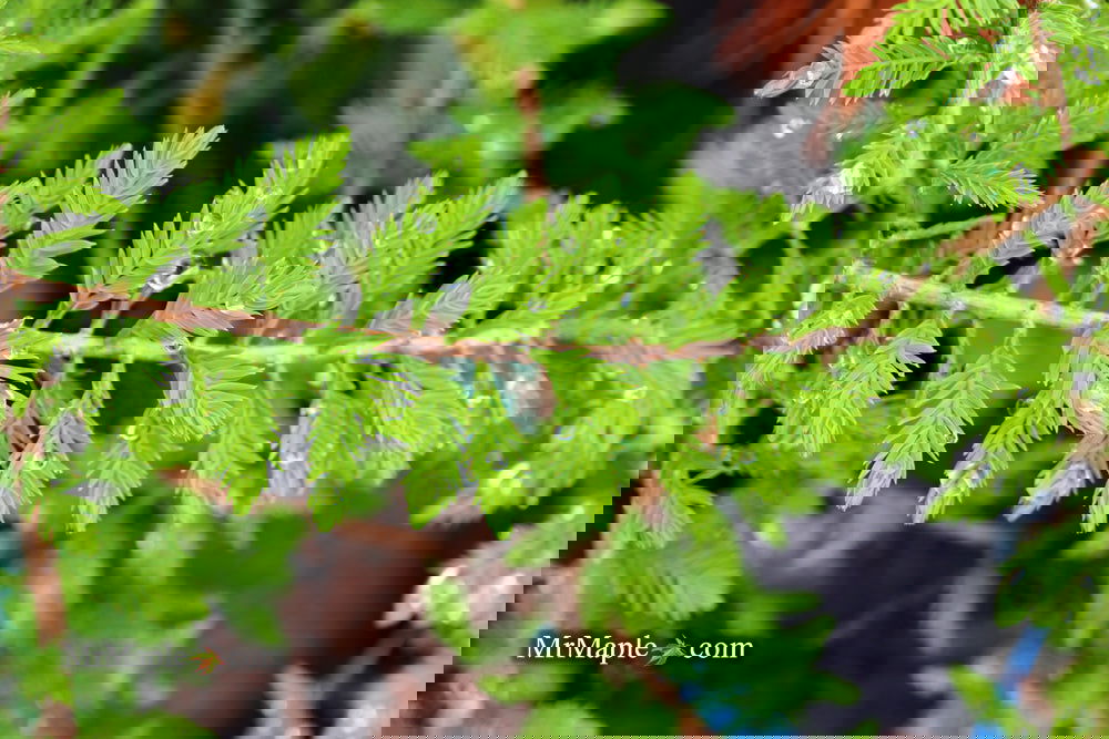 Taxodium distichum 'Gee Whiz' Dwarf Bald Cypress
