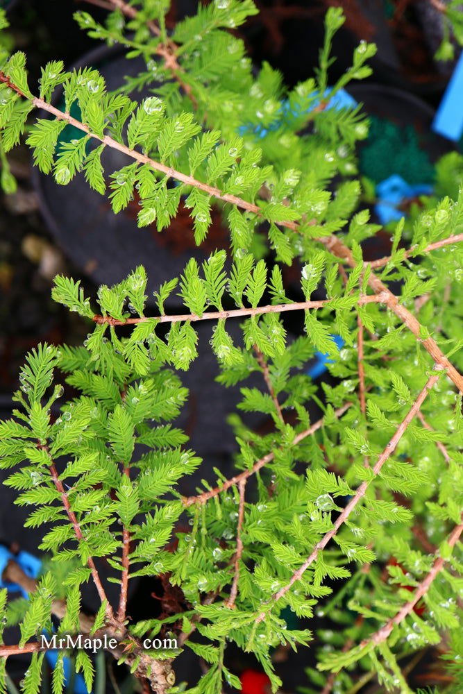 Taxodium distichum 'Gee Whiz' Dwarf Bald Cypress