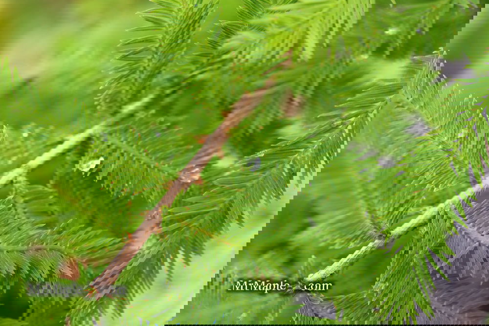 Taxodium distichum 'Gee Whiz' Dwarf Bald Cypress