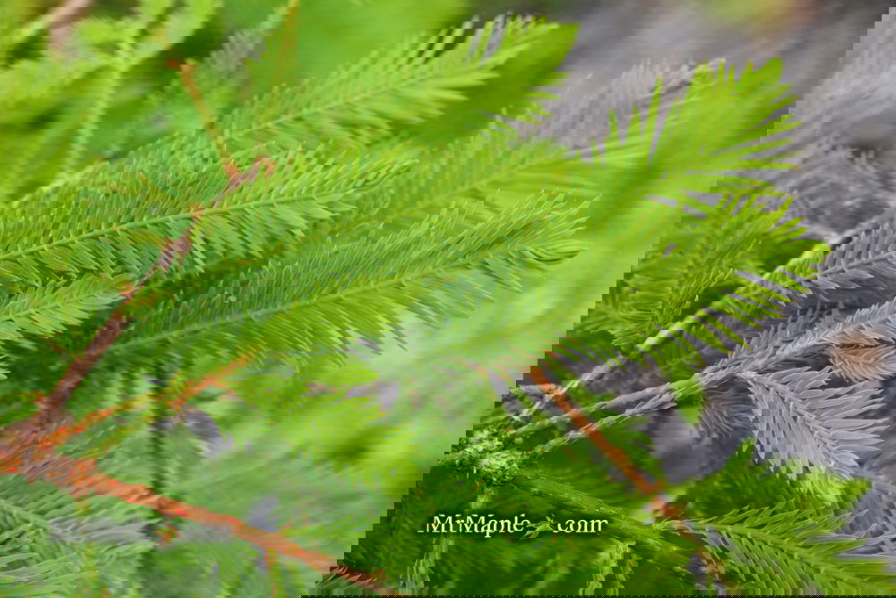 Taxodium distichum 'Gee Whiz' Dwarf Bald Cypress