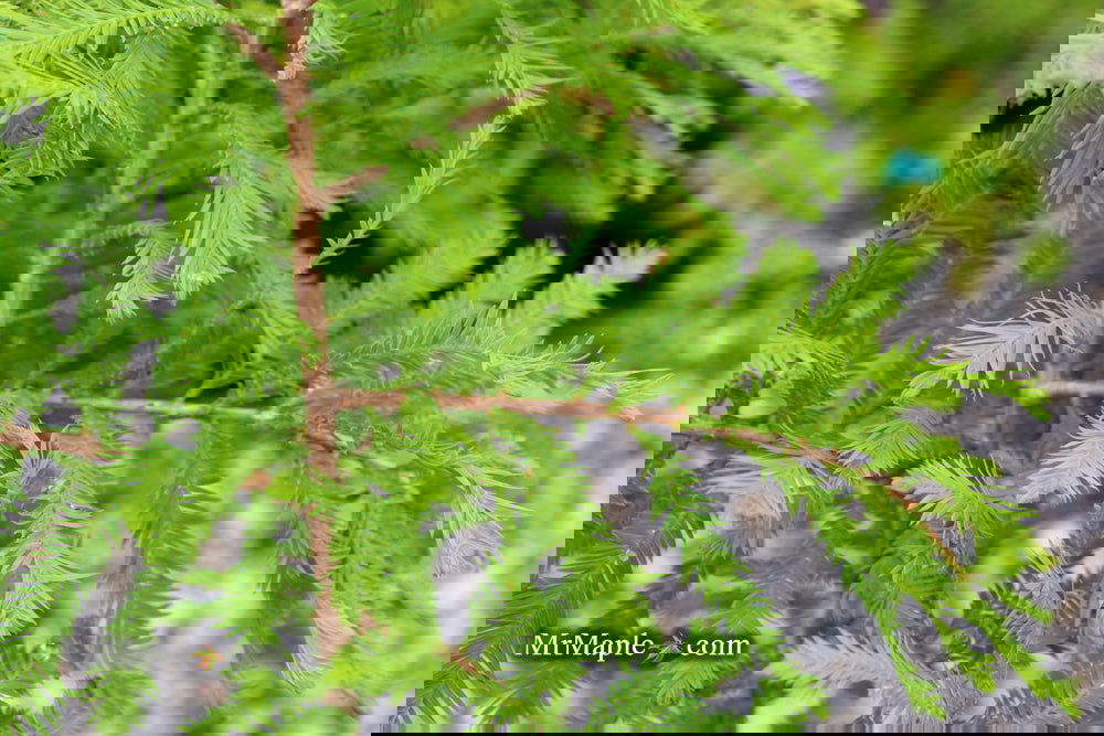 Taxodium distichum 'Gee Whiz' Dwarf Bald Cypress