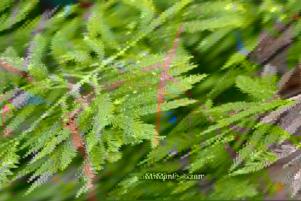 Taxodium distichum 'Gee Whiz' Dwarf Bald Cypress