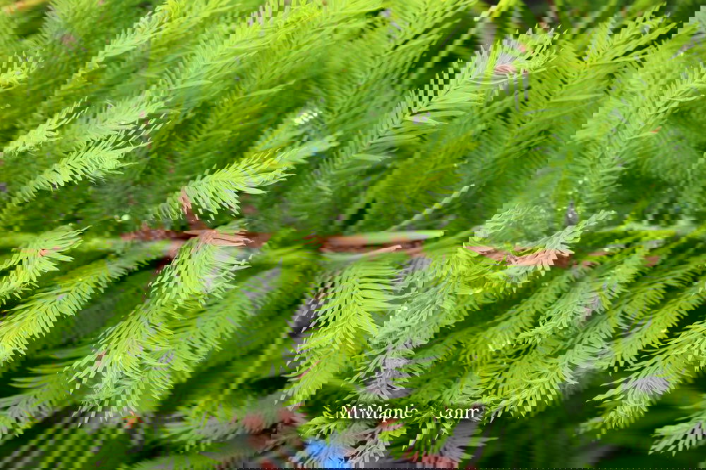 Taxodium distichum 'Gee Whiz' Dwarf Bald Cypress